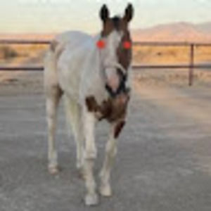 Meet your Posher, Blake